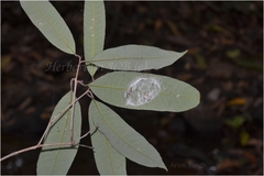 Nothopegia heyneana